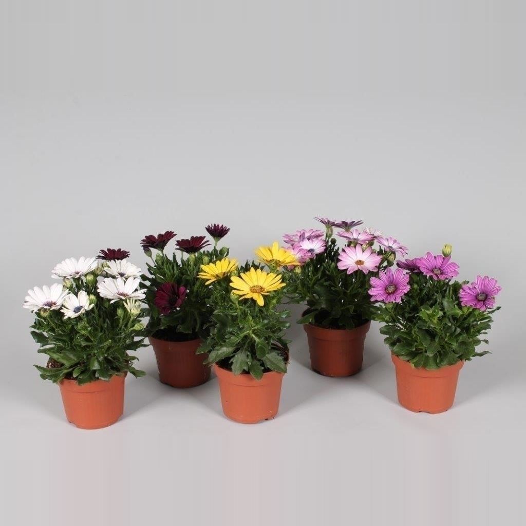 Osteospermum Newsletter