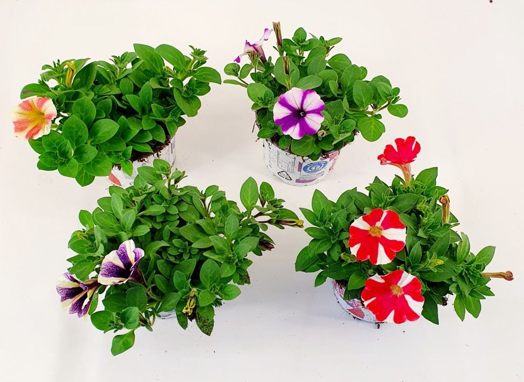 Petunia Newsletter
